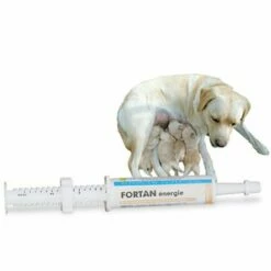 ORIANE Fortan énergie Colostrum Complément Lacté Pour Chiot Et Chaton Tube Doseur 15 Ml
