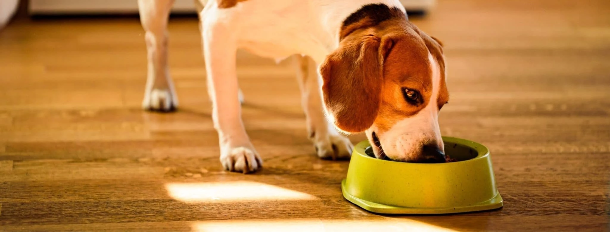 Alimentation pour chien Soldes -Alimentation Pour Chien Boutique 3