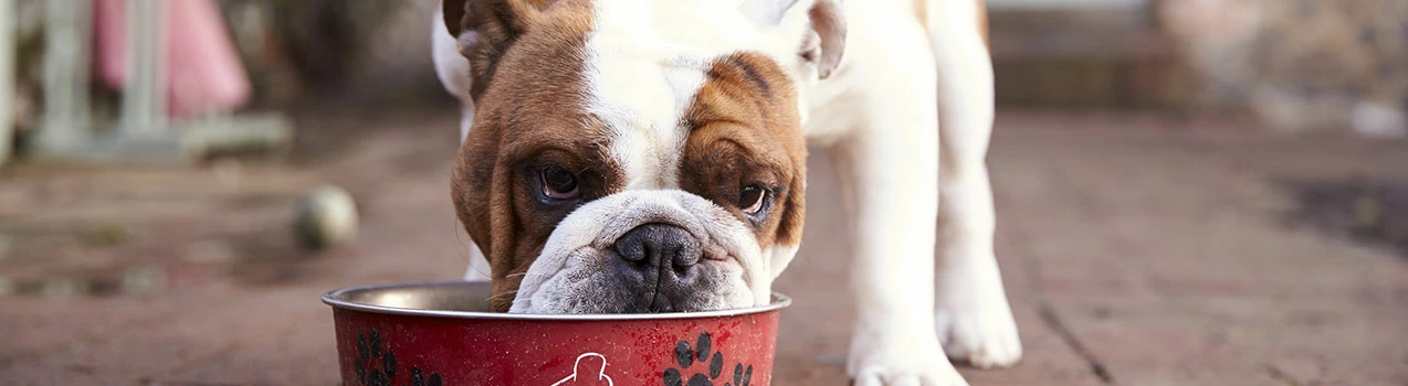 Alimentation pour chien Soldes -Alimentation Pour Chien Boutique 4