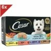 CESAR 24 Barquettes En Gelée 4 Variétés Pour Chien Senior 150g (6x4) -Alimentation Pour Chien Boutique 40983130 1