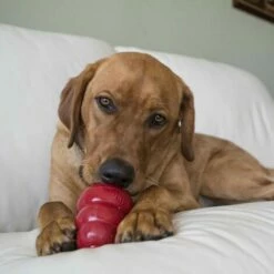 GLORIA® Kong Biscuits Snacks Bacon Cheese 198g -Alimentation Pour Chien Boutique 49795439 4