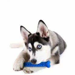 SHOPSTORY CHEWBRUSH : L'Os à Mâcher Anti-Tartre Pour Chien 11 SHOPSTORY CHEWBRUSH : L'Os à Mâcher Anti-Tartre Pour Chien -Alimentation Pour Chien Boutique 51500498 5