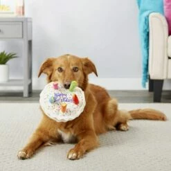 EINEMGELD Jouet De Os Grinçant Pour Chien, Jouet De Gâteau à Mâcher En Peluche Pour Animal De Compagnie, Cadeau D'anniversaire Mignon Dessert En Peluche Pour Chien Chat - Bone -Alimentation Pour Chien Boutique 59333542 4