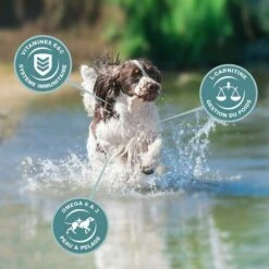 Eukanuba - Croquette Pour Chien Adult Medium Poulet -Alimentation Pour Chien Boutique 59689500 5