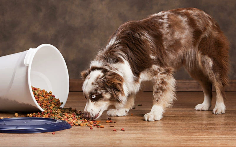 Alimentation pour chien Soldes -Alimentation Pour Chien Boutique 6