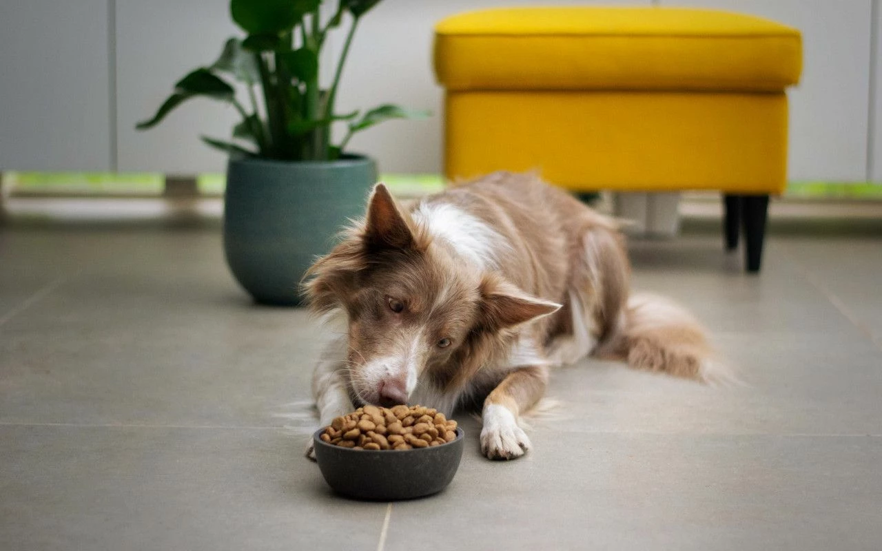 Alimentation pour chien Soldes -Alimentation Pour Chien Boutique 65463